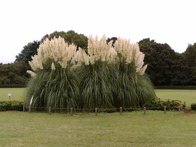 Cortaderia selloana